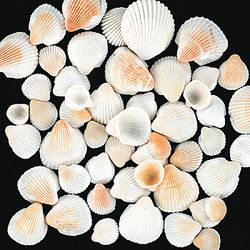 White Sea Shells 16 Oz. Container